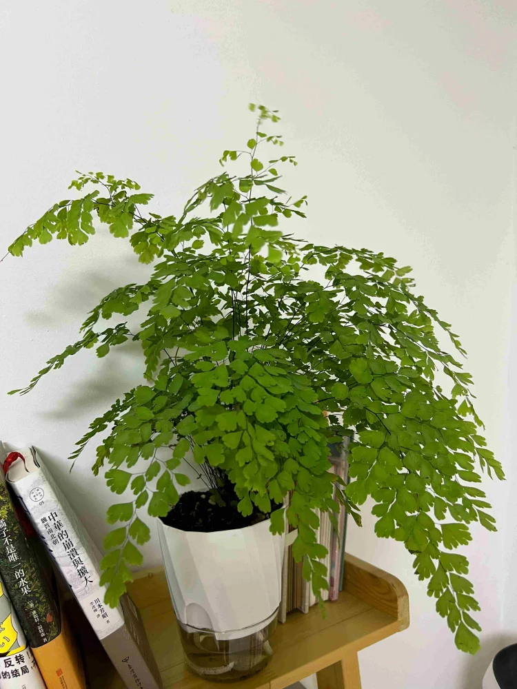 CowLost | product_id-lazy-hydroponic-transparent-double-layer-self-watering-flower-pot |5