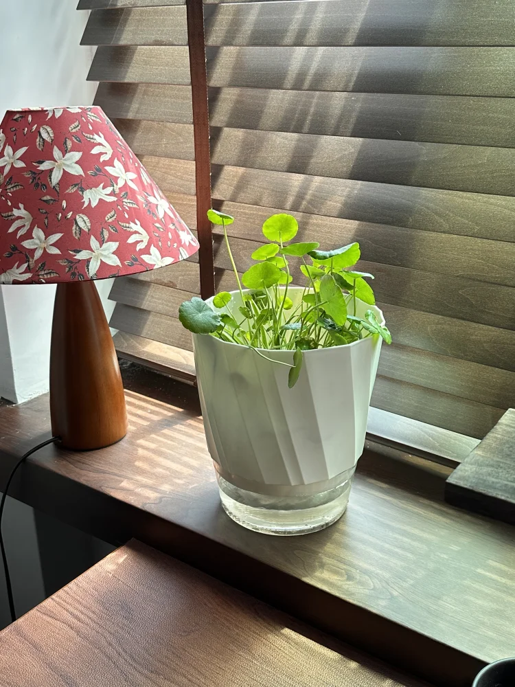 CowLost | product_id-lazy-hydroponic-transparent-double-layer-self-watering-flower-pot |4