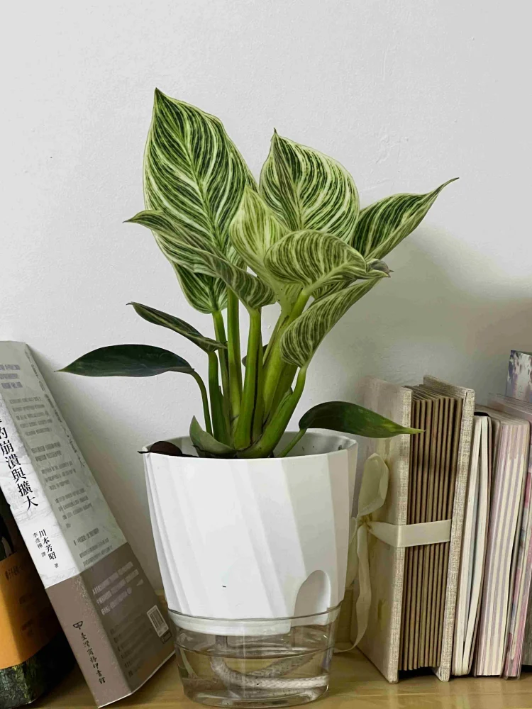CowLost | product_id-lazy-hydroponic-transparent-double-layer-self-watering-flower-pot |3