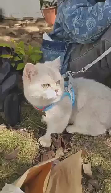 Adjustable Harness and Leash Set for Small Dogs